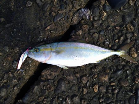 エギングがダメだったので